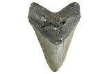 Serrated, Fossil Megalodon Tooth - North Carolina #346325-1